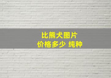 比熊犬图片 价格多少 纯种